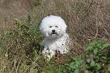 BICHON FRISE 296